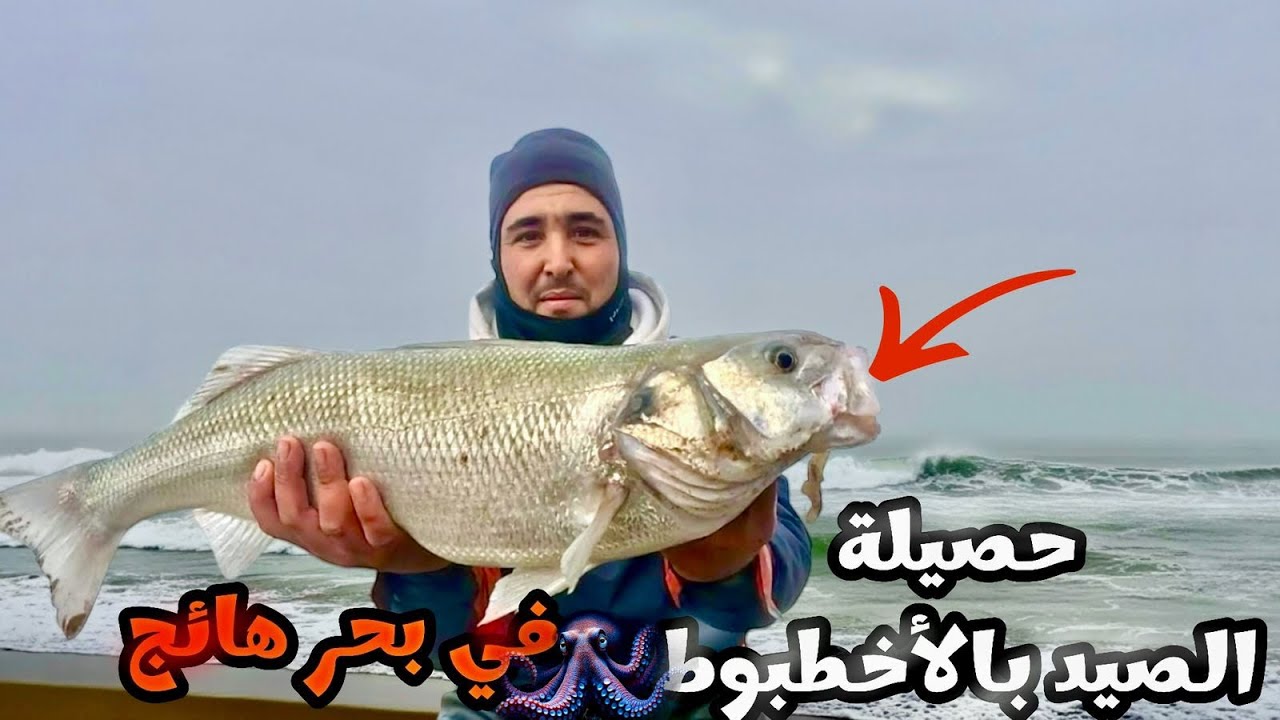 طريقة صيد سمك الدرعي هذا الموسم بتقنية سورف كستينغ بالاخطبوط