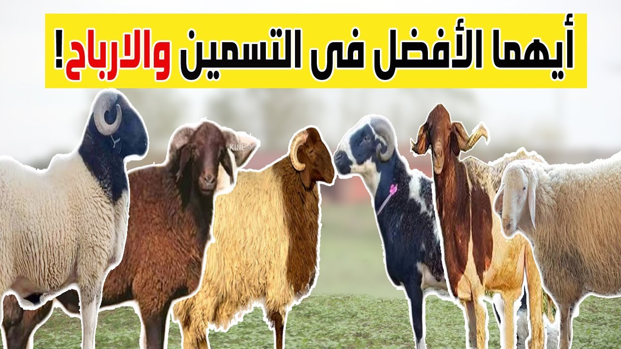 مقارنة بين أشهر سلالات الأغنام :أيهما الافضل في التسمين والارباح (مشروع تربية الاغنام)