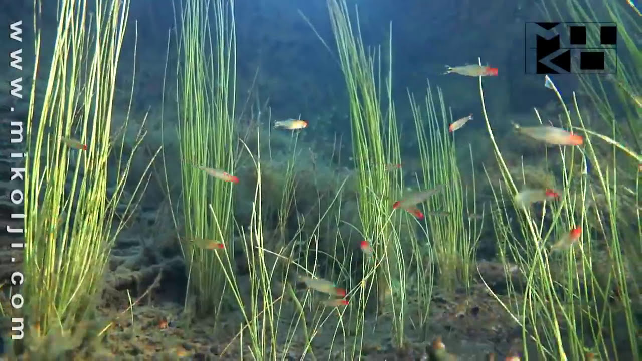 THE FISH GUYS EXPEDITION 2 - PART 17