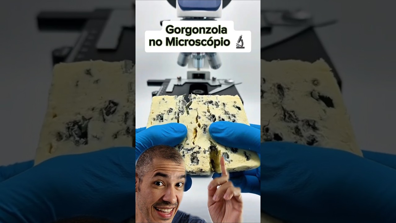 Gorgonzola no Microsc&oacute;pio 🔬 #curiosidades #microscopio #queijo #curioso #zoom