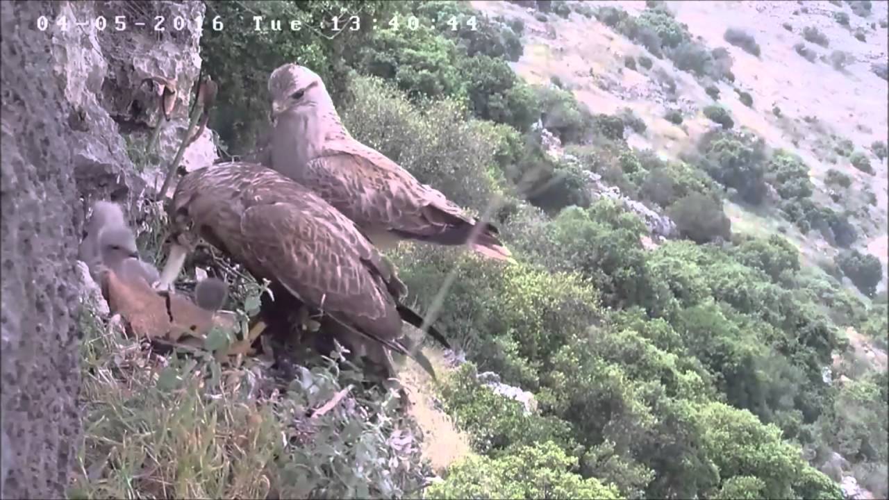 Israel Raptor Nest Cam דרישת המזון גדלה מגיל שבועיים 7 4 16