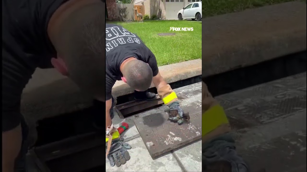 Kitten is rescued by firefighter #shorts #news #foxnews #fox #us #breaking #media