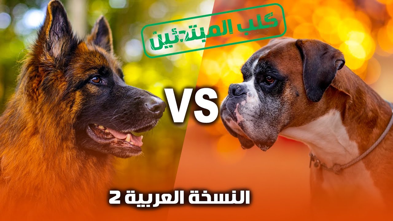 اشتري ده ولا ده 🤔 كلب الجيرمن شيبرد ولا  كلب البوكسر
