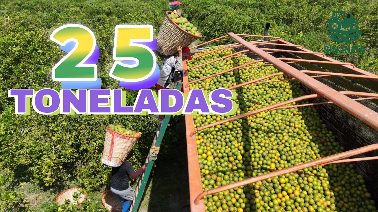 La Verdad Sobre NARANJA ORGÁNICA ¿Produce Menos o Ganas Más Dinero? Huertas y Cosechas