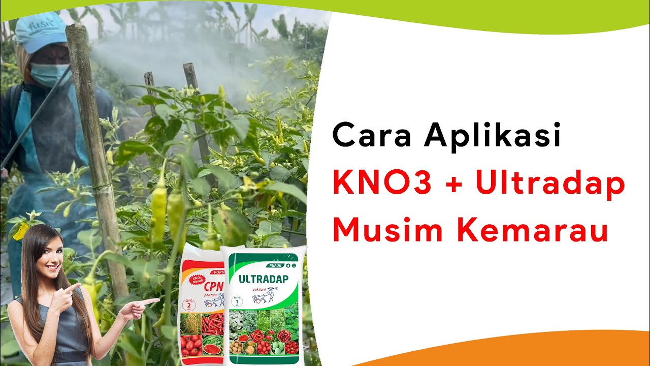 Pupuk KNO3 Merah Campur Ultradap, Solusi Musim Kemarau Panjang! Cabe Umur 14 HST