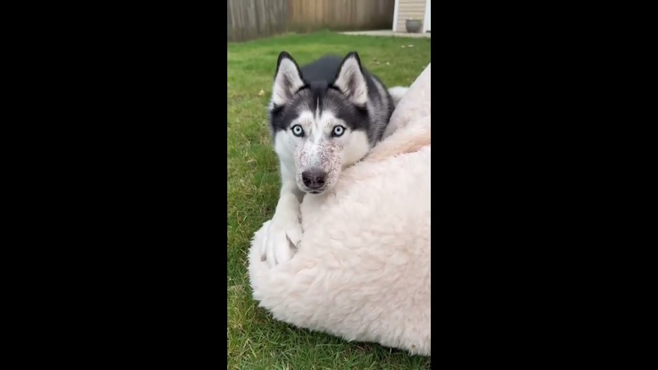 “When Huskies Team Up: Chaos Multiplies 😏🐶” ⭐⭐⭐⭐⭐