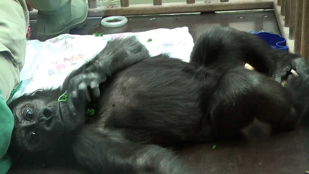 Gorilla-Kindergarten Jan. 2013