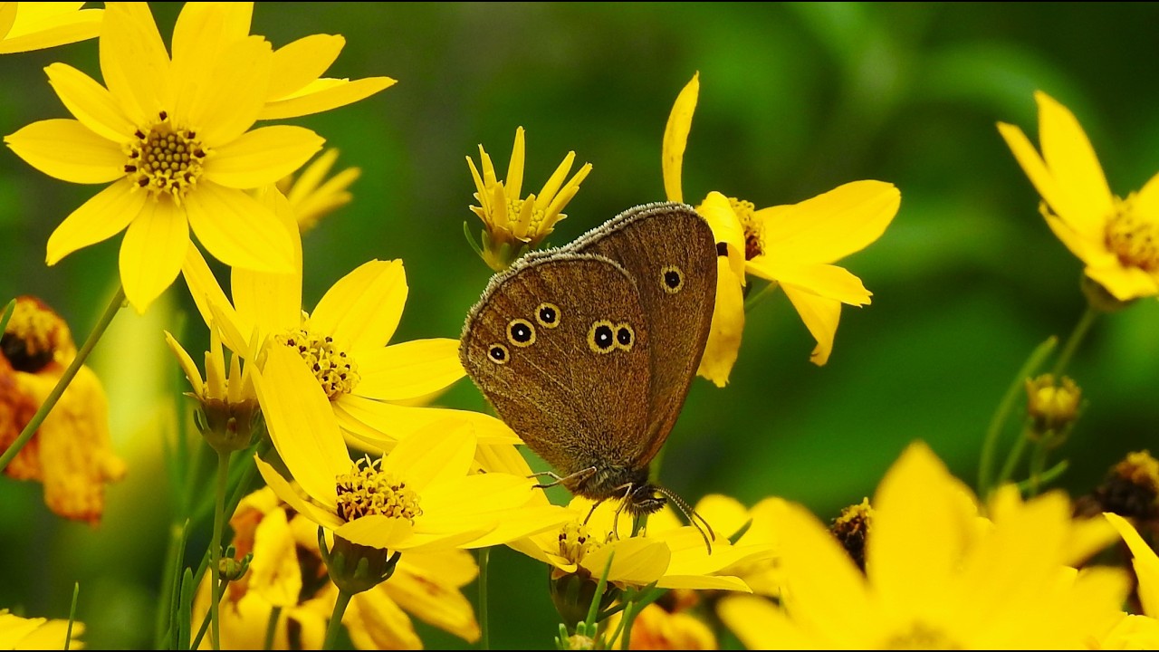 Ringlet butterfly (Aphantopus hyperantus)