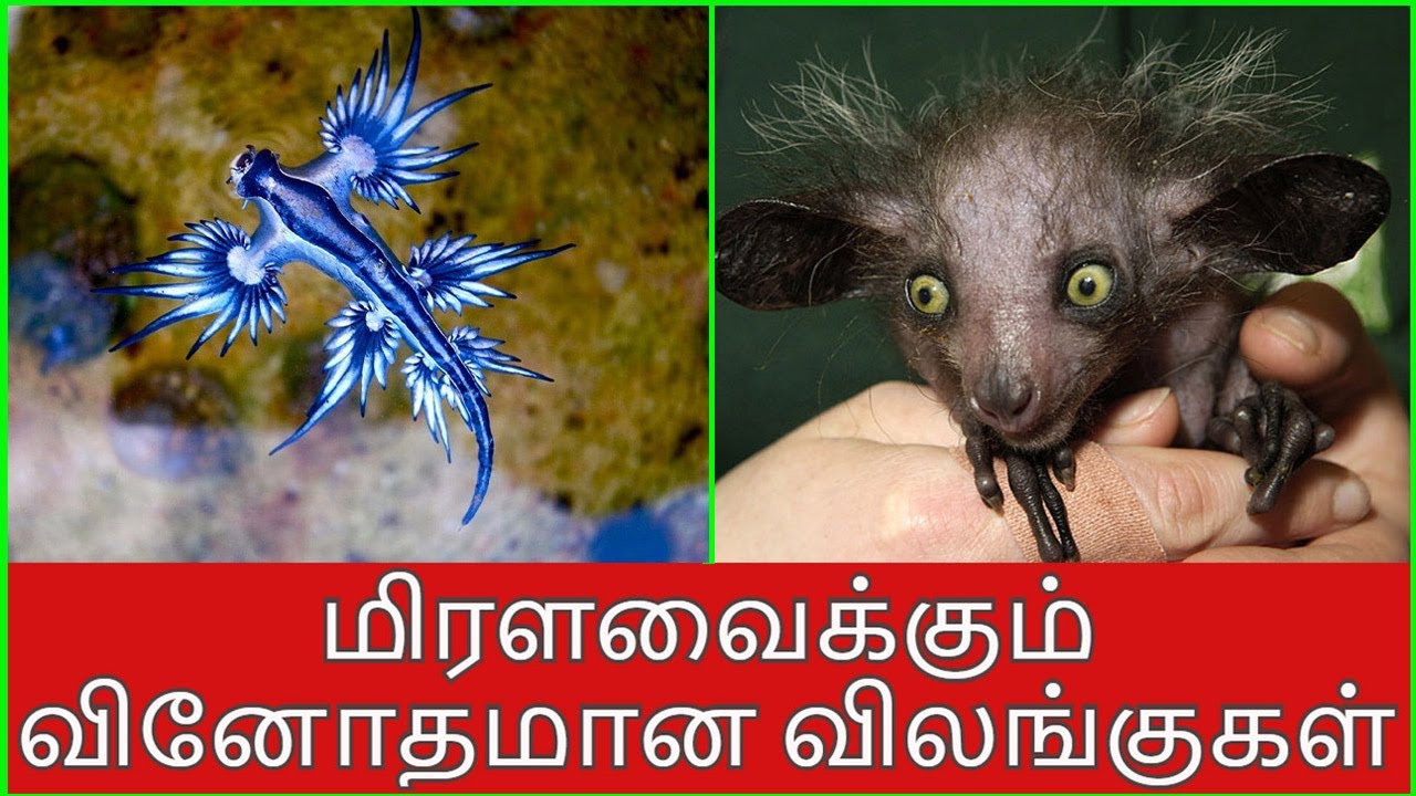 வினோத தோற்றம் கொண்ட விலங்குகள் | Strange Animals in Tamil | Vinotha Unmaigal