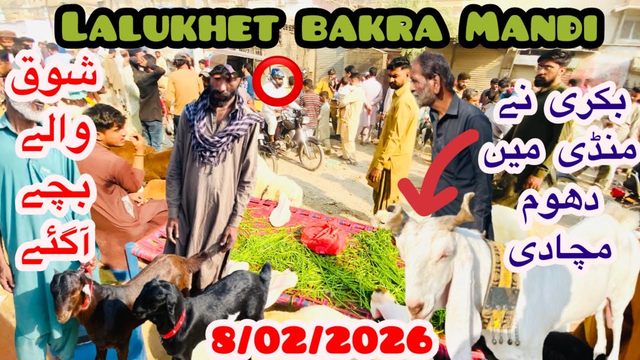 Lalukhet bakra mandi latest update 😍 || shoq wale gulabi bakre mandi mai agaye || #cow #cattleworld 