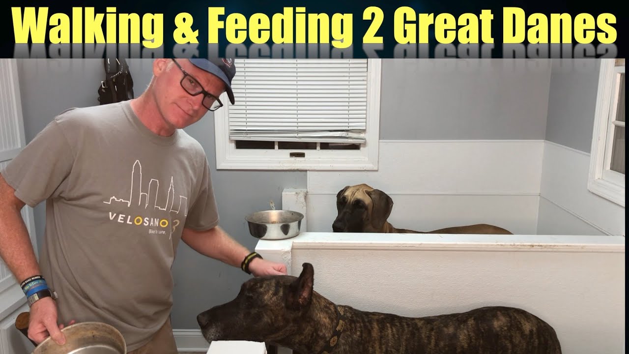 Feeding and Walking TWO Great Danes