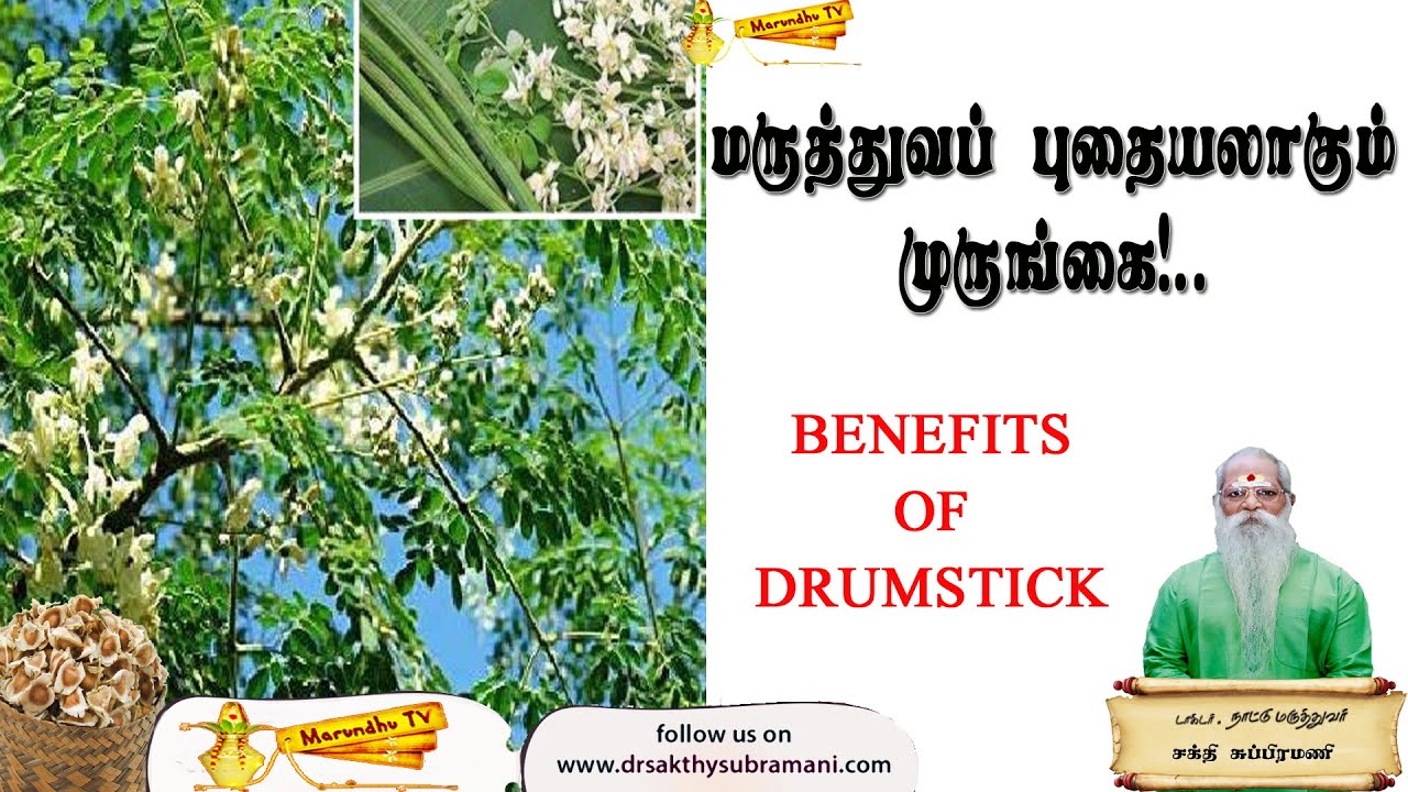 மருத்துவப் புதையலாகும் முருங்கை!..