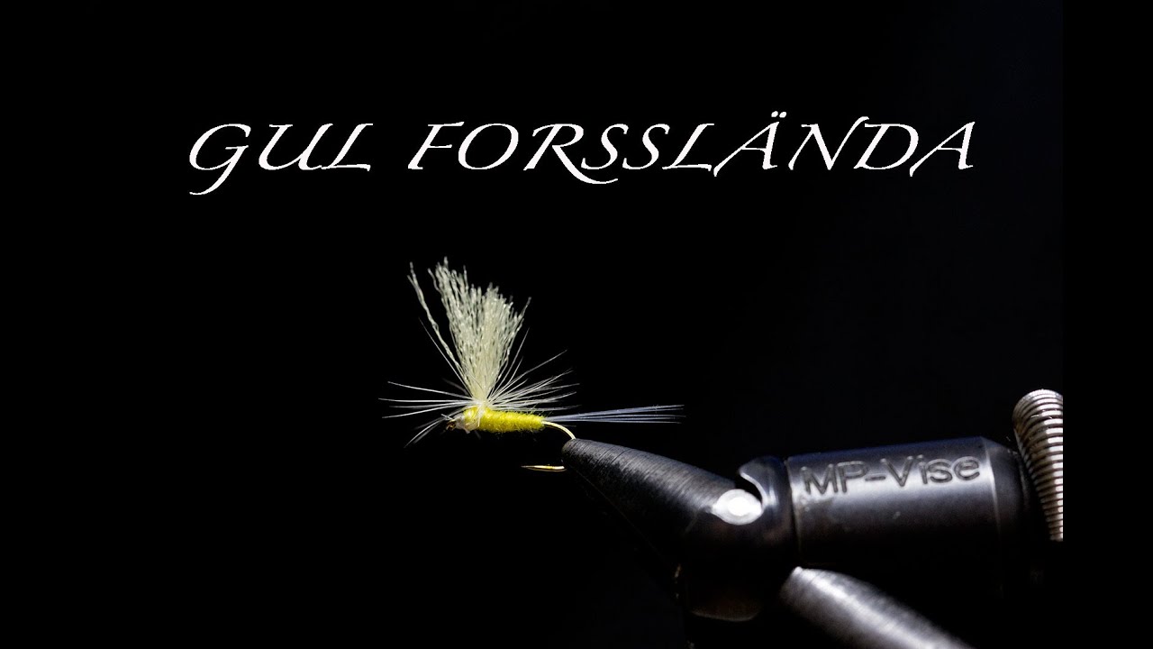 Gul Forsslända
