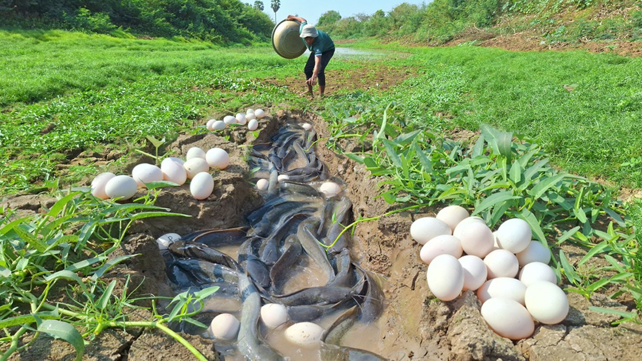 Best Hand Fishing - A man catch fish and pick a lot of eggs in river at dry season by lucky hand