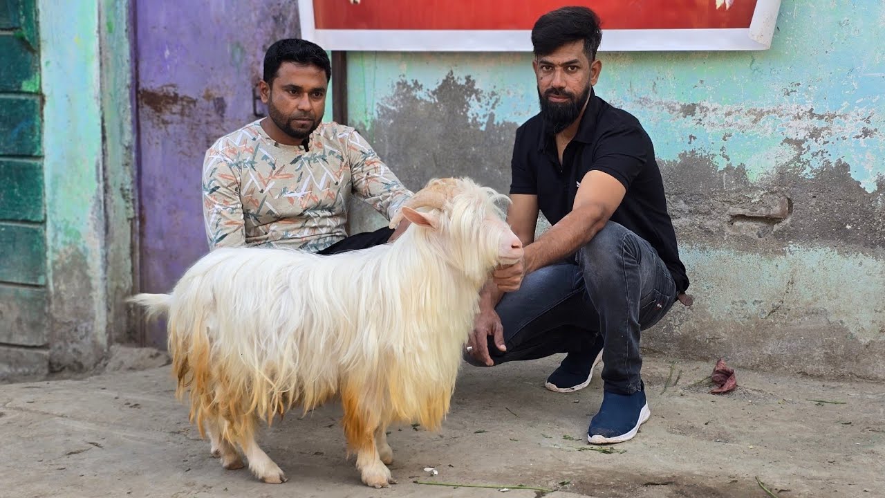 Quality Bantam goats at AMK goat farm Aurangabad 