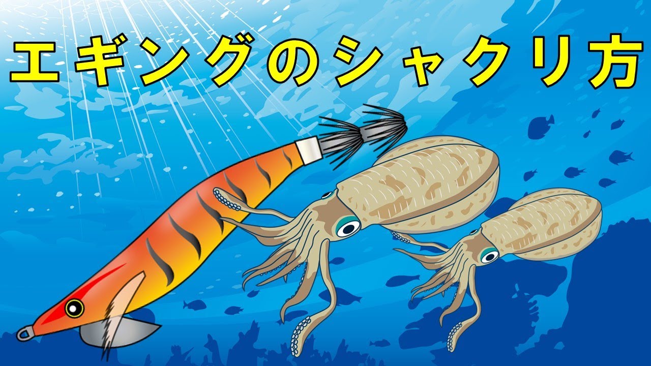 【エギングのシャクリ方】アオリイカの誘い方と使うタイミング