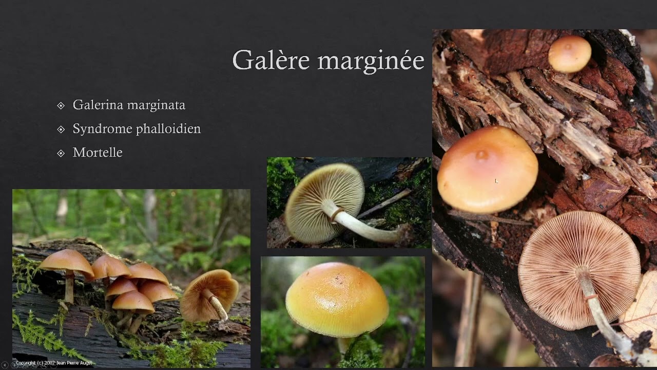 Les 10 champignons mortels à connaitre