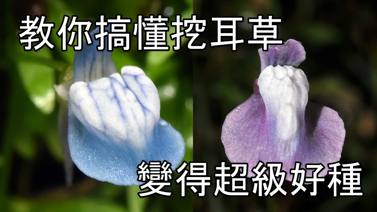 #水草種植篇21~挖耳草原來要這樣~才會好種