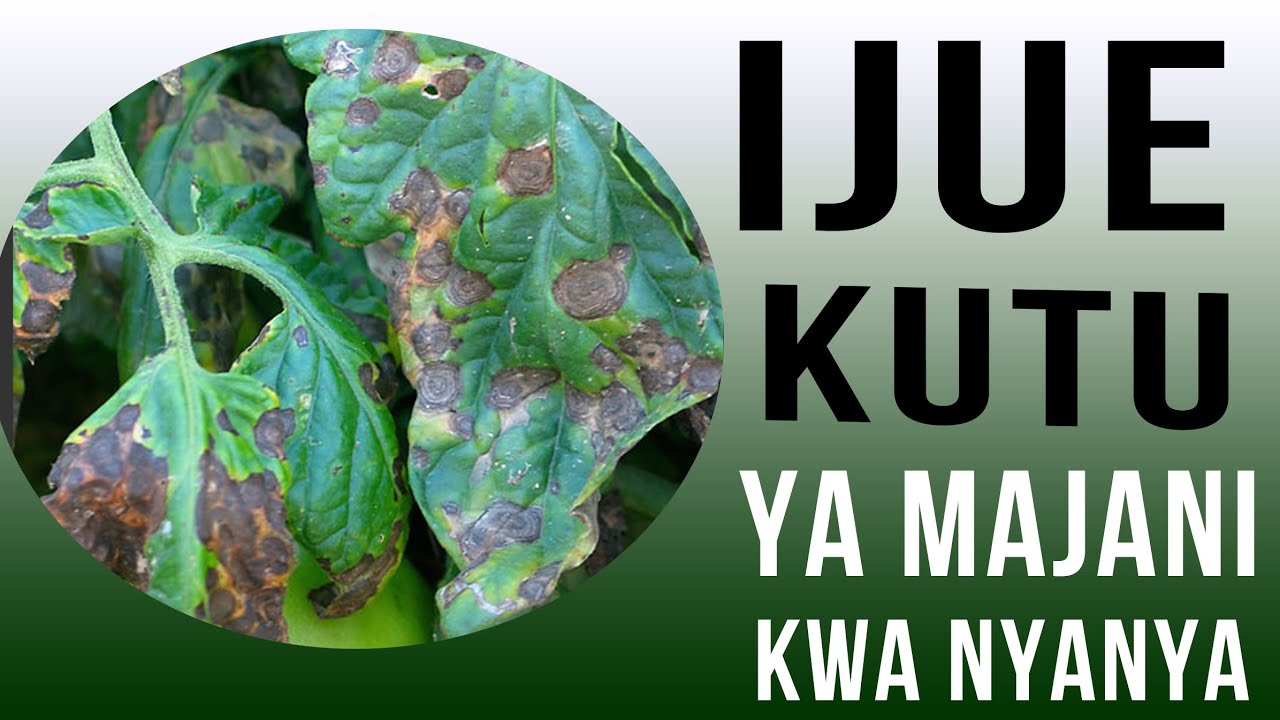 KUTU YA MAJANI KWA ZAO LA NYANYA