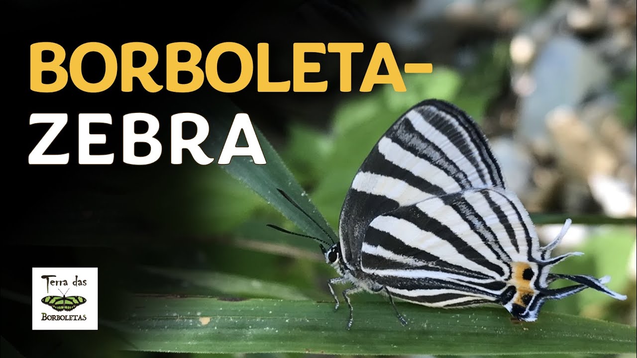 BORBOLETA-ZEBRA