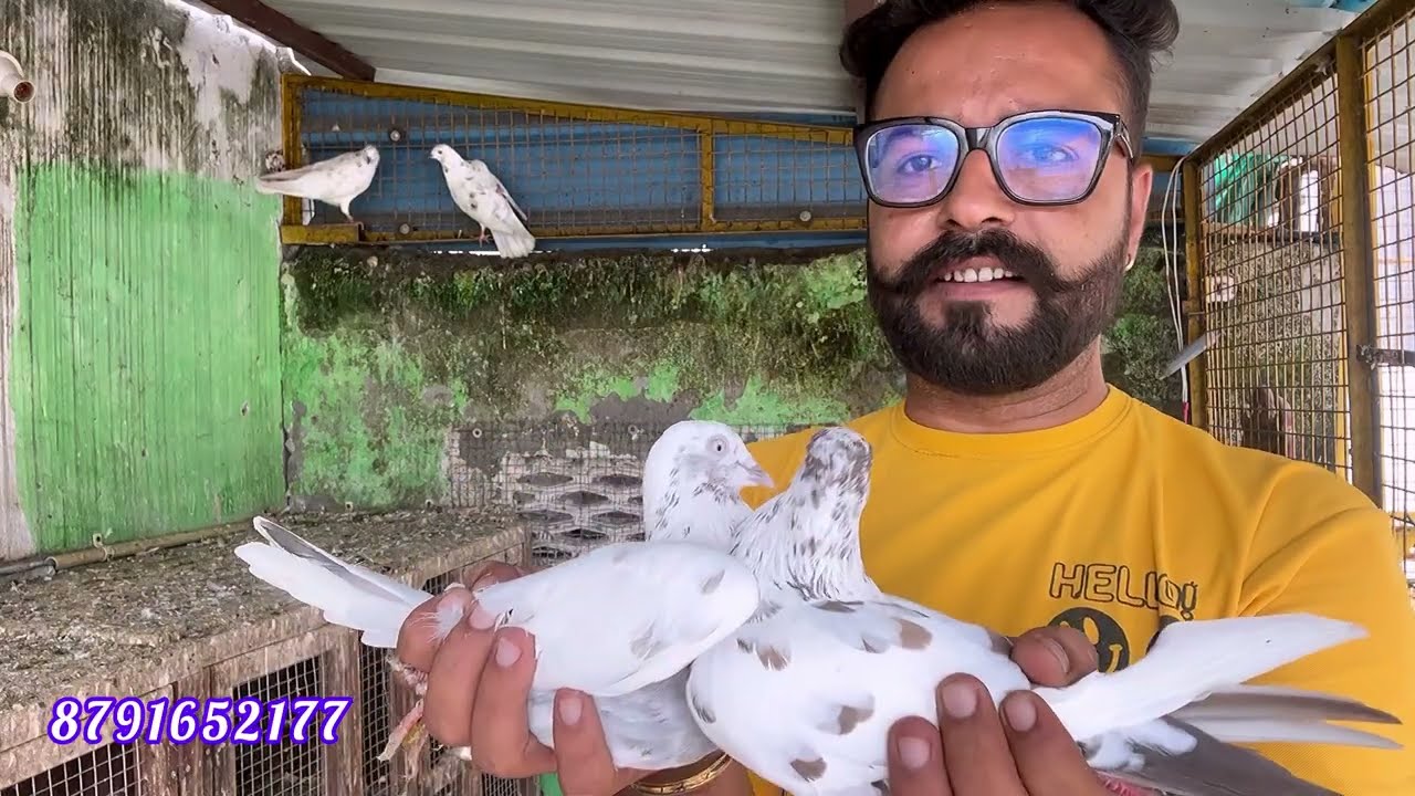 Punjabi kabutar | गारंटी वाले पंजाबी कबूतर | Delivered to Kashganj