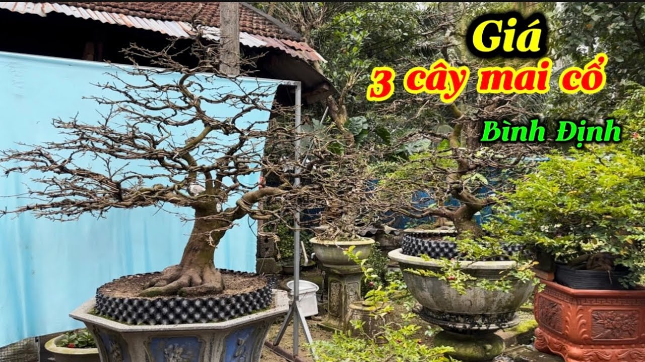 Báo giá 3 cây mai cổ Bình định-bonsai Long Thành