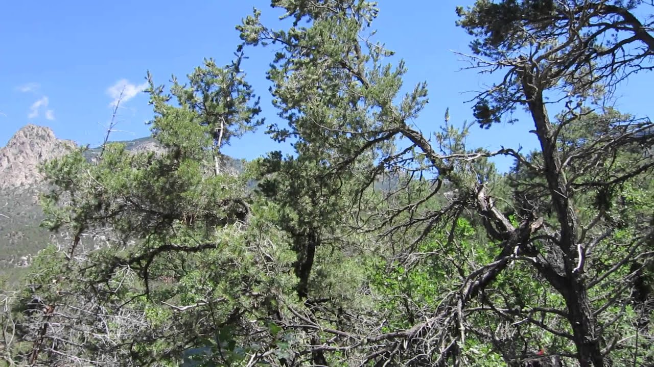 One Minute Of Series: 45 seconds on the Pino Trail #140