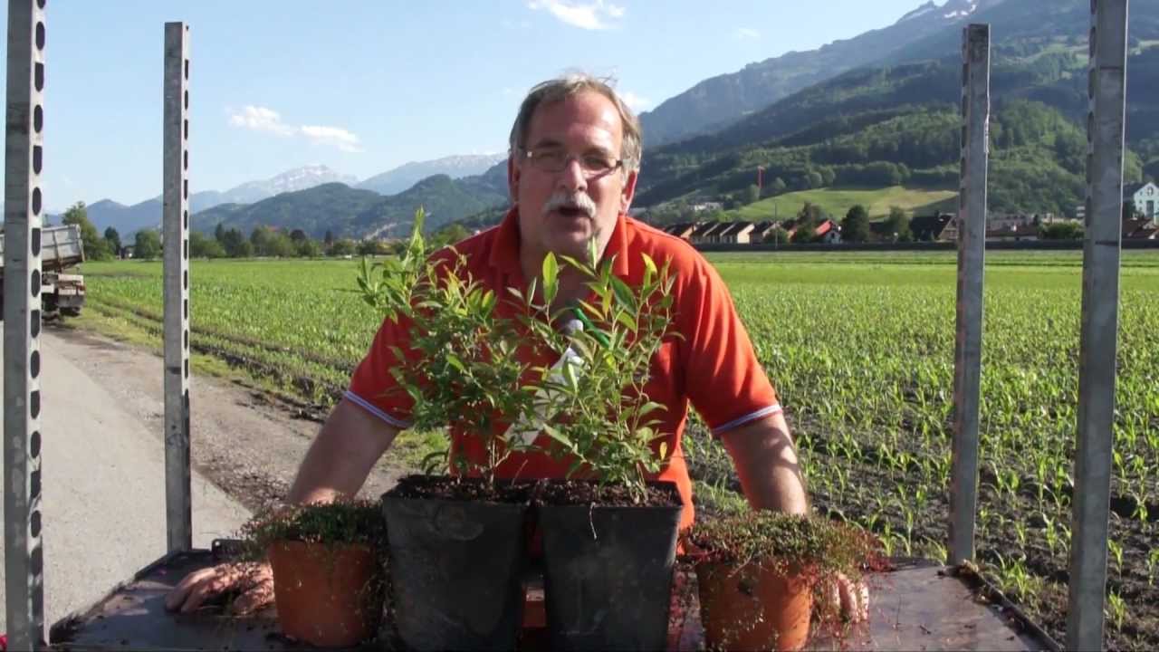 Lubera Gartendeal Farbenfrohe Heidelbeeren 16 06 2012