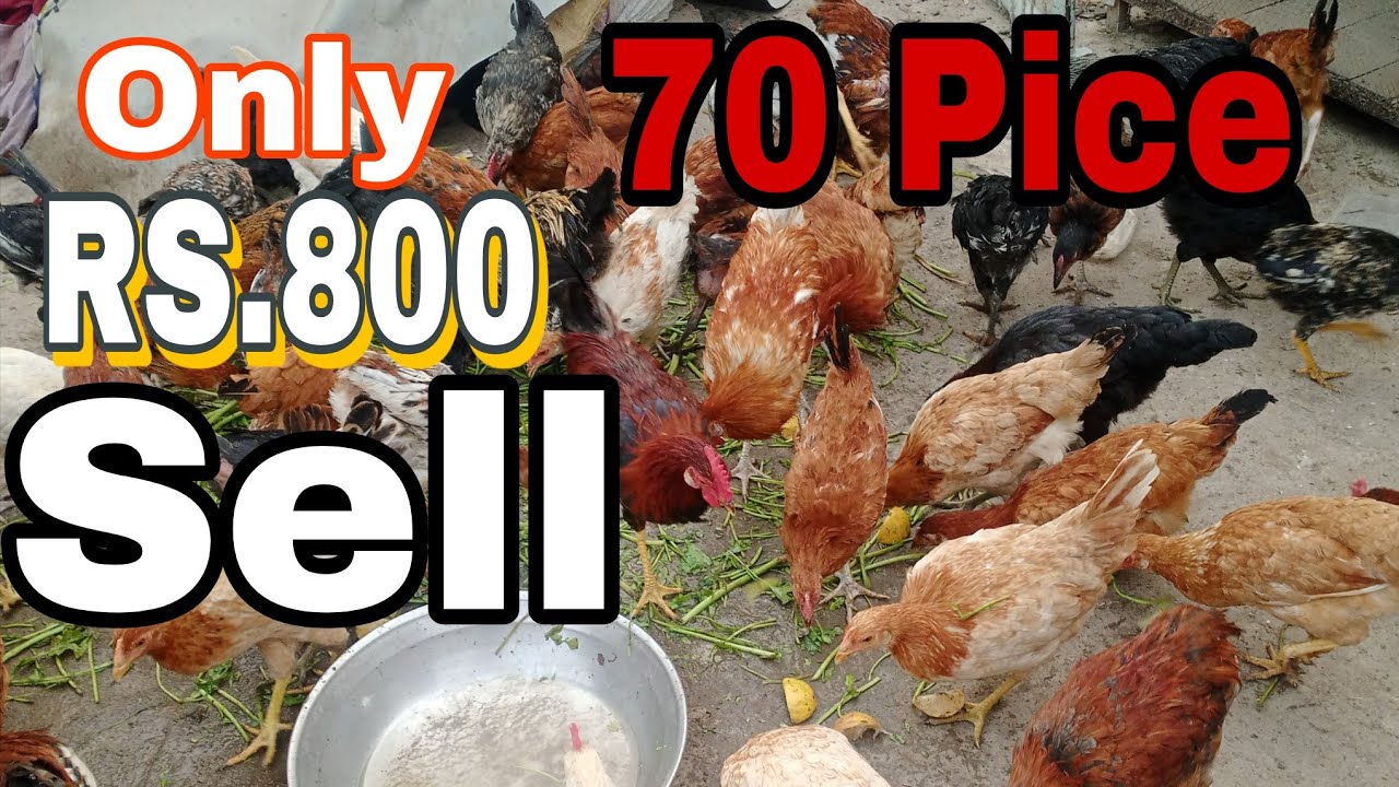 Golden Misra for Sale Only RS. 800 |  Ghar ki pale hoi murgiyan Summer season. Khubsurat mauka