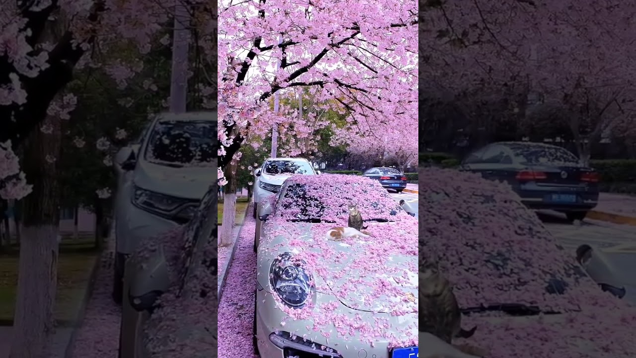 cherry blossom 🌸