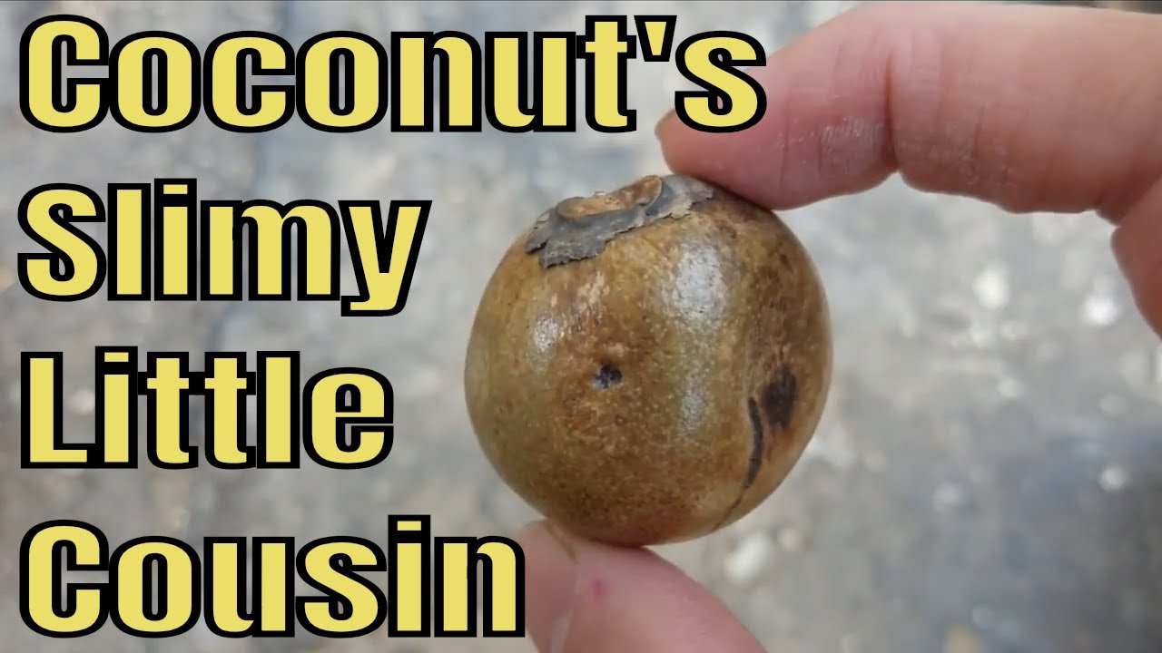 Coyol Palm Review  (Acrocomia aculeata)  - Weird Fruit Explorer Ep. 293