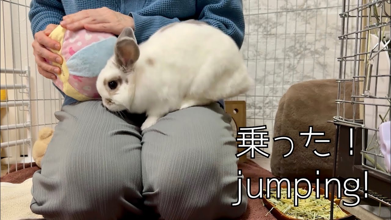 【嫉妬？】ボールを撫でたらうさぎさんが膝に飛び乗ってきて・・・