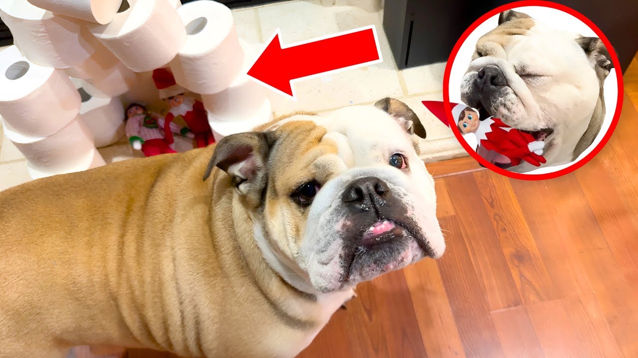 CUTE Bulldog TRIES to EAT the ELF on the SHELF! *CAUGHT on CAMERA*