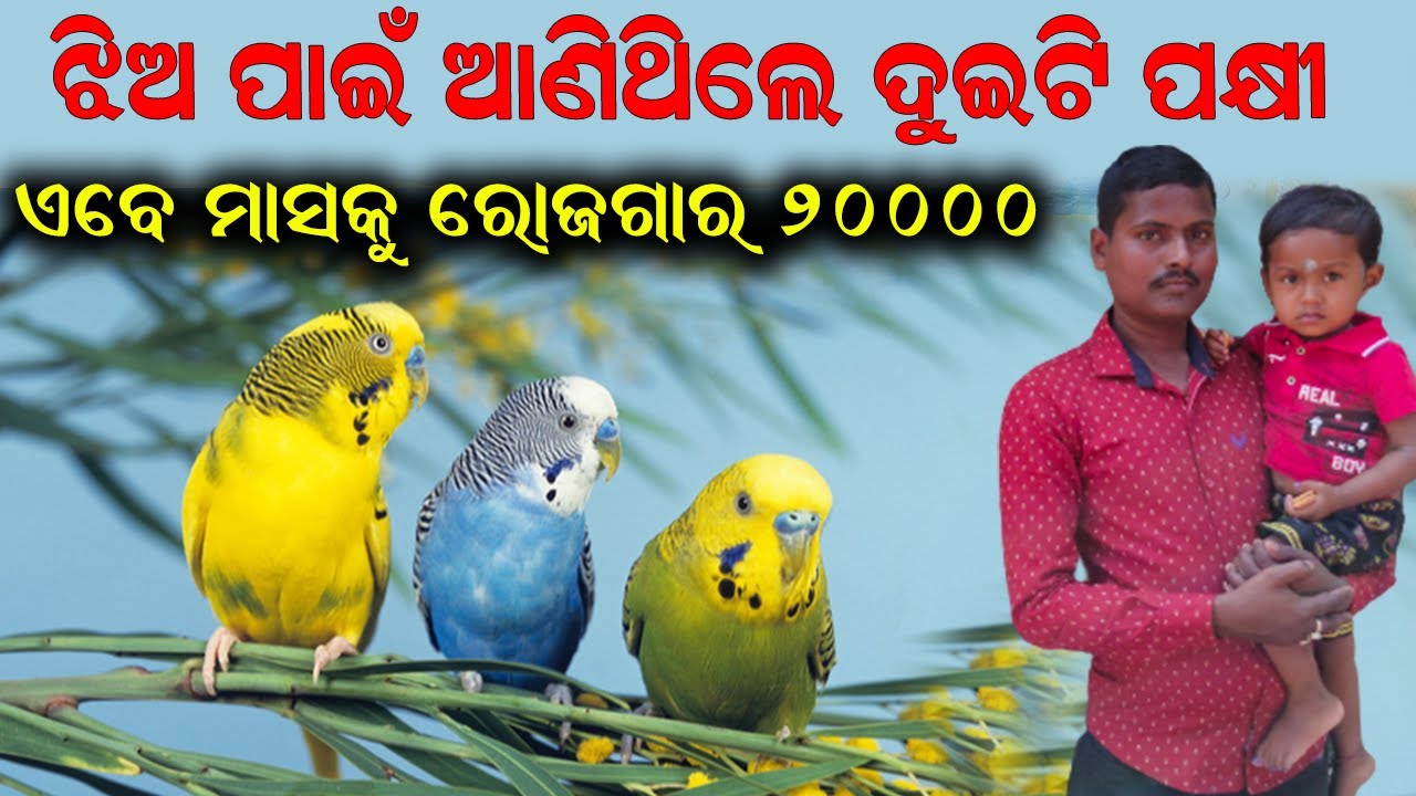 ବଜି ପକ୍ଷୀରୁ ମାସକୁ ୨୦ ହଜାର || 20 Thousand per month from Budgie Bird. @EfarmingOdisha