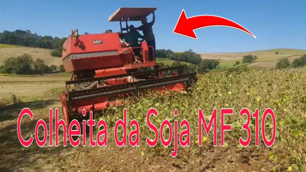 Colheita da Soja MF 310 no interior de Chapada RS