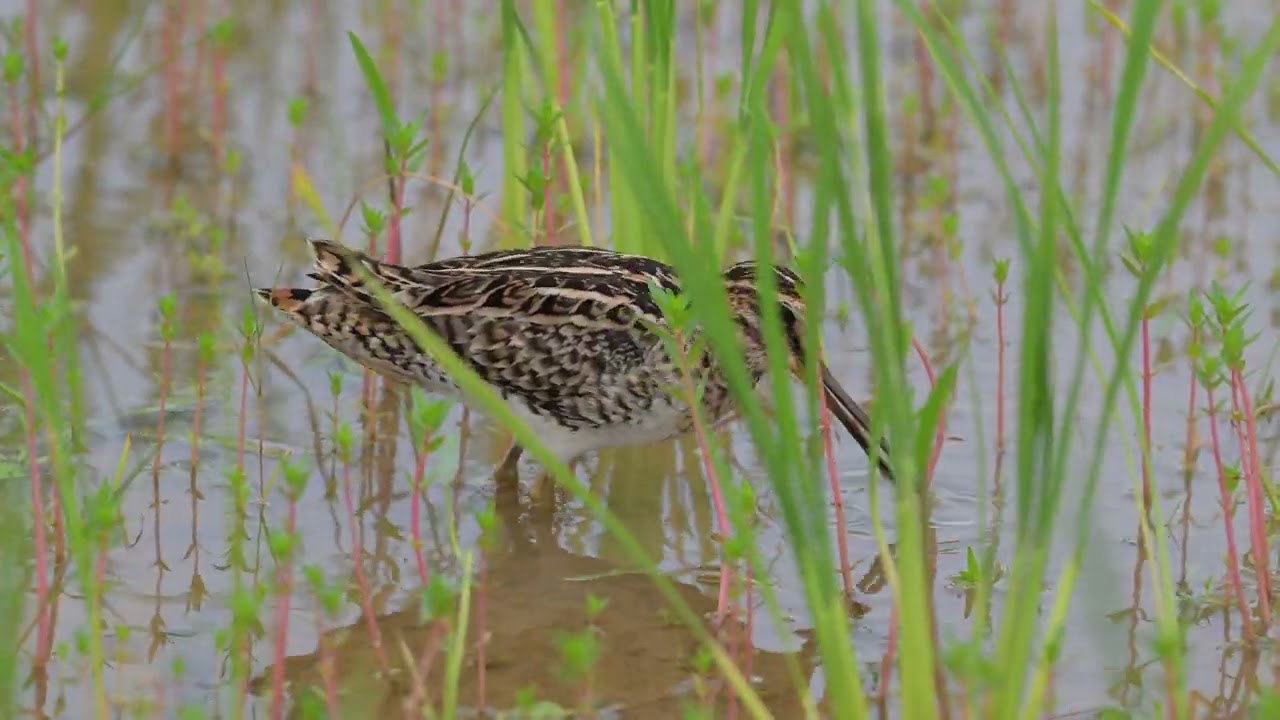Common Snipe 03/2026 Johor