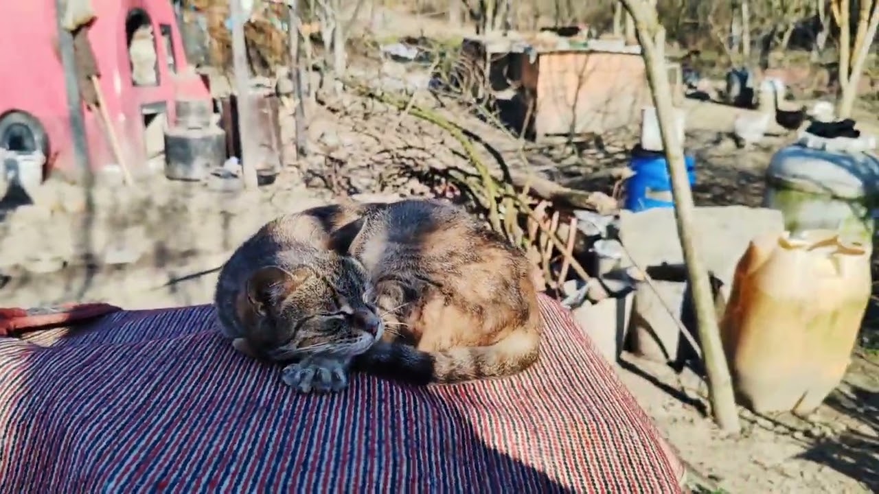 Din nou după ouă bio, o plimbare prin natură. 