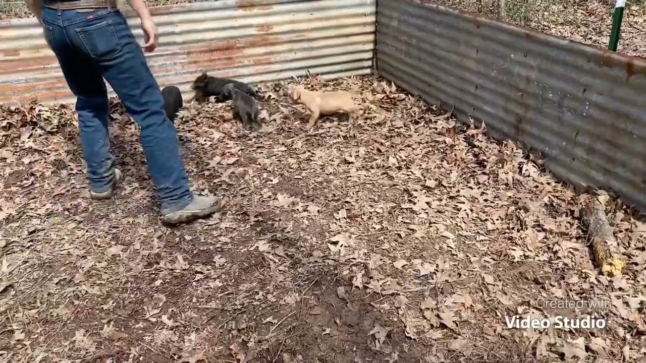 Hog Dog Puppy Training Day 2 (Titan & Hercules)