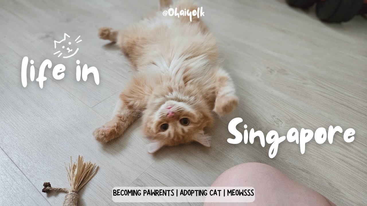 We Adopted a Cat!!😺 | Life in Singapore