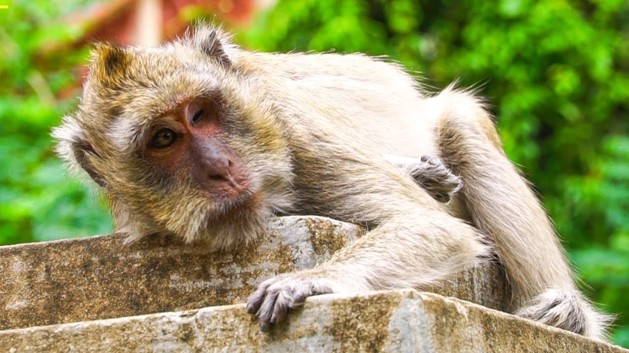 Old blind Monkey Vegas He Sleeping Alone she Not have Baby Hug | Missing baby Vigo