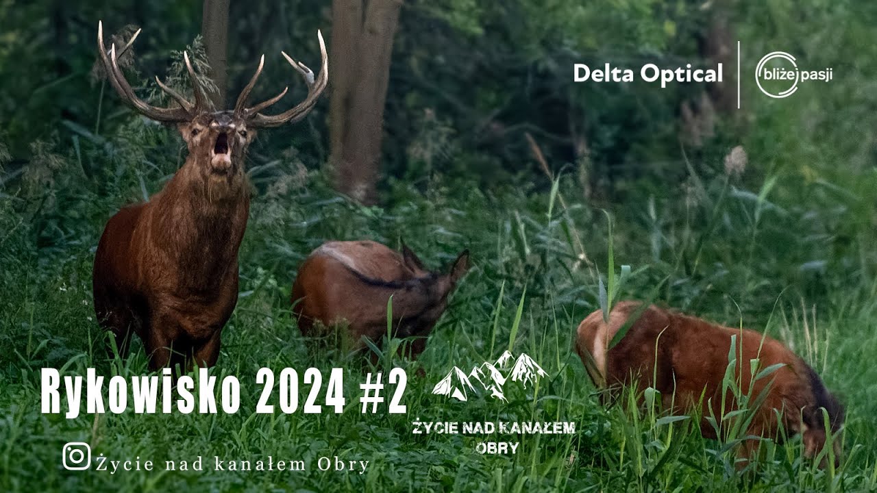 Rykowisko 2024 Ryczący byk