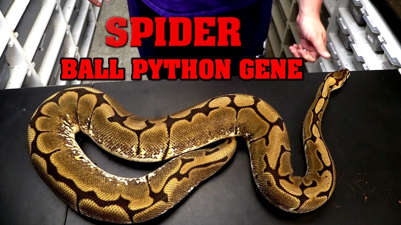 Spider ball python.  Multiple examples and the TRUTH about wobble.