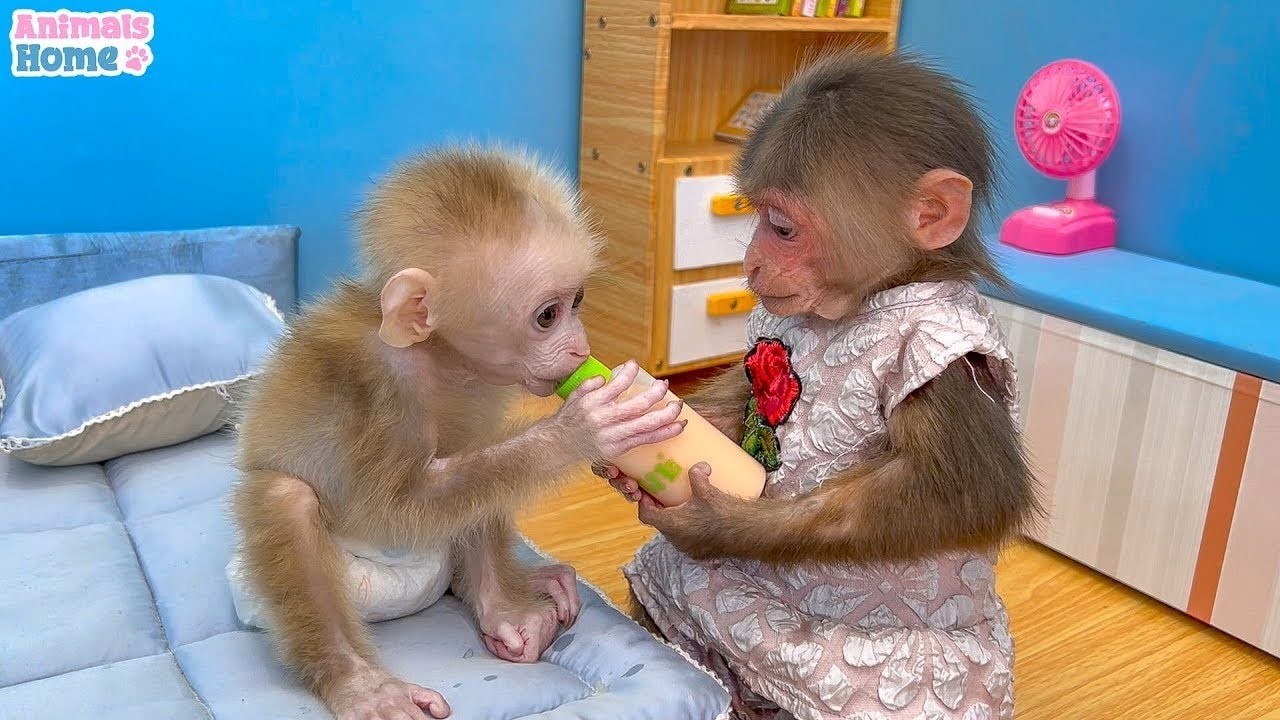 BiBi helps dad cook breakfast for baby monkey OBi
