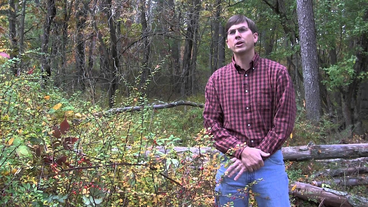 Cultivating Awareness: Ornamental Plants Invading Natural Areas