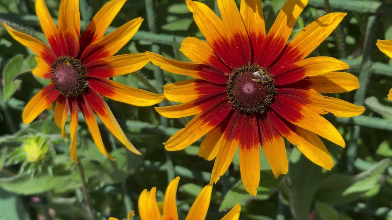691 - PIANTA CON FIORI GIALLI DELLA NATURA - BELLISSIMA STUPENDA SUPER MERAVIGLIOSA - MAGGIO 2025