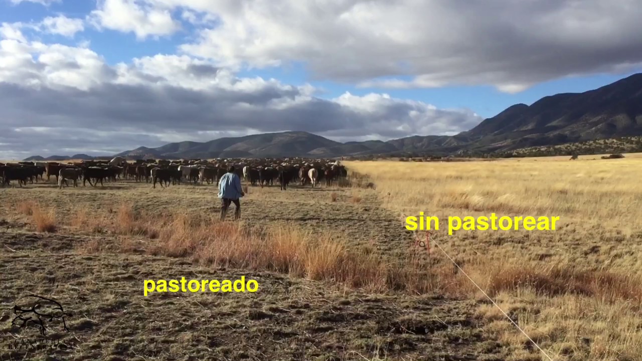 Cambio de Potrero en Pastoreo de Ultra Alta Densidad