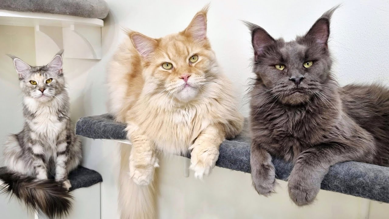 All Cats Want to Cuddle on the Cat Wall