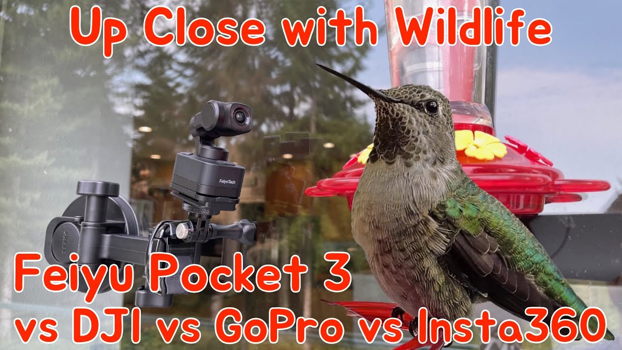 Up Close with Wildlife - Feiyutech Pocket 3 vs DJI vs GoPro vs Insta360 - Video Comparison Test