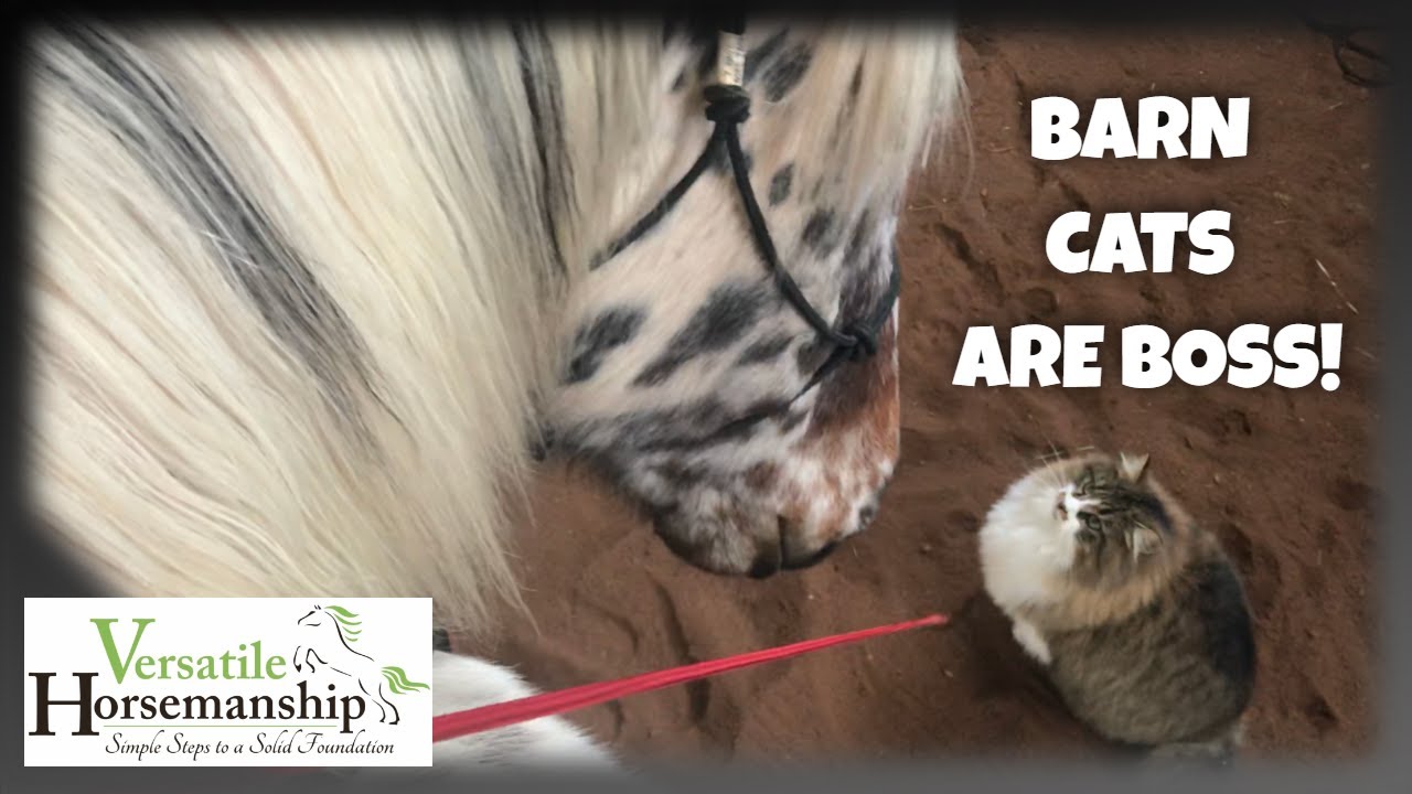 BARN CATS ARE BOSS! // Versatile Horsemanship