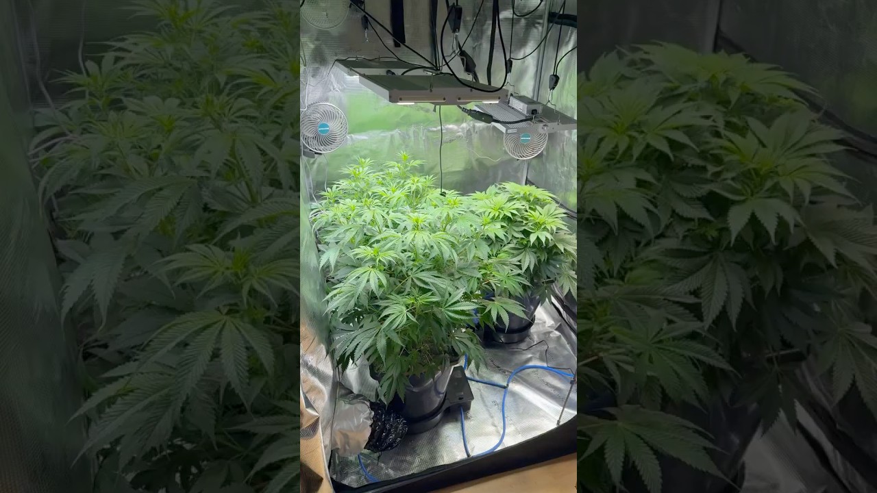 10 Days After Flipping 12/12 #grow #plants #gardening